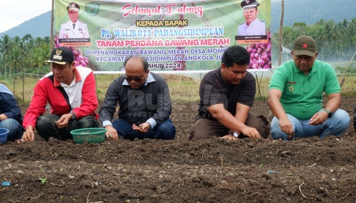 Pj. Wali Kota Letnan Dalimunthe Dukung Ketersediaan Bibit Bawang Merah di Kota Padangsidimpuan