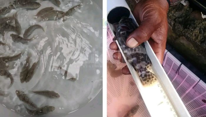 Pemkab Pamekasan Gelontorkan Dana Puluhan Juta untuk Budidaya Ikan Kerapu Cantang