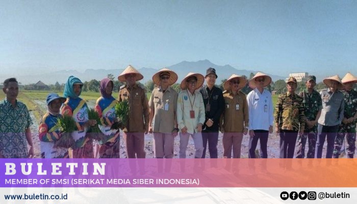 Pemkab Probolinggo Lakukan Gerakan Tanam Padi Biofortifikasi