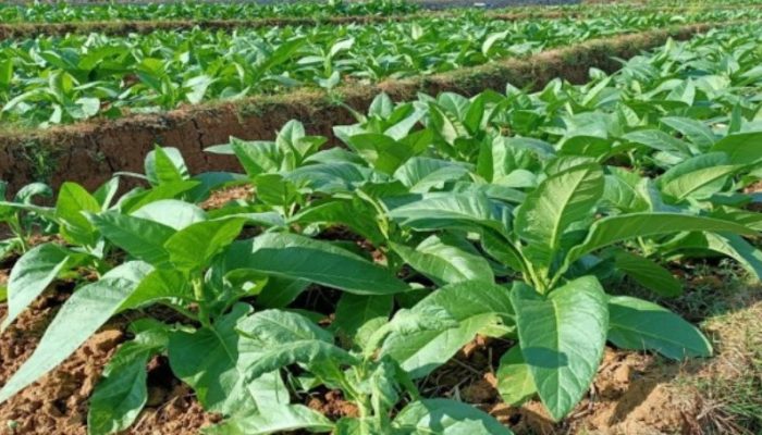 Harga Tembakau Rajang di Situbondo Tembus 130 Ribu Per-Kilogram