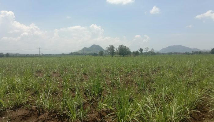 Cuaca Kemarau di Musim Tebang Giling 2024, Produksi Tebu PG. Semboro Naik 30 Persen