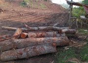 Penebang Pohon di Lereng Gunung Jenggawah Jember Masih Misterius, Ini Jawaban Camat Hingga Kades