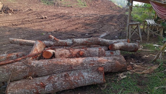 Penebang Pohon di Lereng Gunung Jenggawah Jember Masih Misterius, Ini Jawaban Camat Hingga Kades