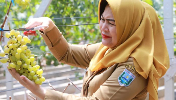 Sejuk dan Segarnya Kebun Edukasi Anggur Krejengan Probolinggo