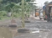 Sering Memicu Kecelakaan dan Telan Korban Jiwa, Warga Jember Tanami Pohon Pisang di Jalan Rusak dan Berlubang