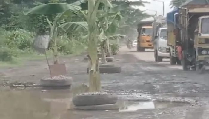 Sering Memicu Kecelakaan dan Telan Korban Jiwa, Warga Jember Tanami Pohon Pisang di Jalan Rusak dan Berlubang 