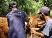 Cegah Penularan PMK, Puskeswan Rambipuji Jember Vaksin 525 Ekor Sapi