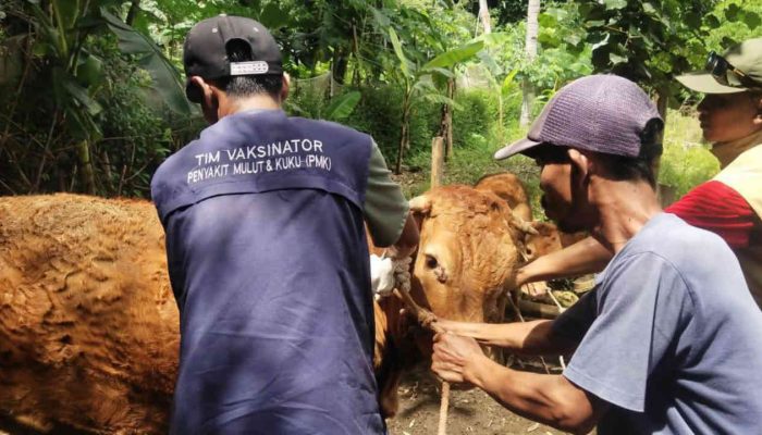 Cegah Penularan PMK, Puskeswan Rambipuji Jember Vaksin 525 Ekor Sapi