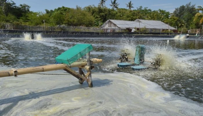 Cemari Laut, Kades Kepanjen Minta Diskan Jember Tindak Puluhan Tambak Ilegal