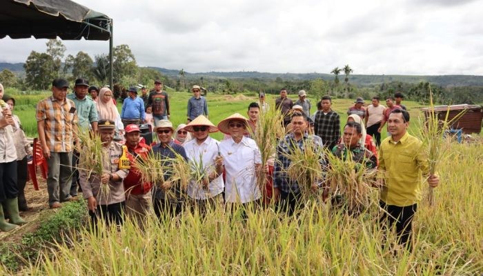 Disiarkan dari Desa Pargarutan Julu, Bupati Tapsel Panen Raya Bersama Presiden RI