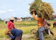 Harga Gabah Petani di Jember Tembus Rp.5.600 Per Kilogram, Jauh Dari HPP