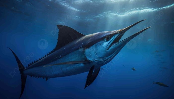 Asyik Menyelam di Laut, Misnaton Warga Pamekasan Gendang Telinganya Tertusuk Moncong Ikan Marlin