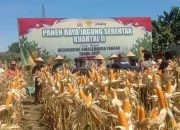 Dukung Swasembada Pangan Polres Jember Lakukan Panen Raya Jagung Kuartal II