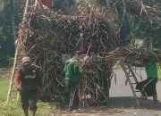 Kemarau Basah Tebang Giling Tebu Kebun HGU Spada Nogosari Jember Berjalan Lancar
