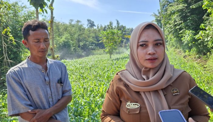 Petani Desa Mrawan Bondowoso Gunakan Teknologi Sprinkler untuk Atasi Krisis Air