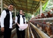 Koperasi Desa Kembangkan Peternakan Ayam-Puyuh, Lumajang Perkuat MBG Nasional