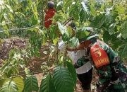 Babinsa Grujugan Bondowoso Turun ke Kebun, Dampingi Petani Rawat Tanaman Kopi‎