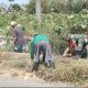Babinsa Tegal Mijin Bondowoso Ikut Turun Tangan, Saluran Irigasi Dibersihkan dari Lumpur dan Rumput Liar