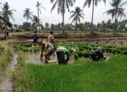Babinsa Lumutan Bondowoso Dampingi Petani  Tanam Padi, Perkuat Upaya Ketahanan Pangan