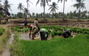 Babinsa Lumutan Bondowoso Dampingi Petani  Tanam Padi, Perkuat Upaya Ketahanan Pangan