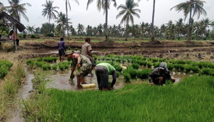 Babinsa Lumutan Bondowoso Dampingi Petani  Tanam Padi, Perkuat Upaya Ketahanan Pangan