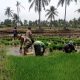 Babinsa Lumutan Bondowoso Dampingi Petani  Tanam Padi, Perkuat Upaya Ketahanan Pangan